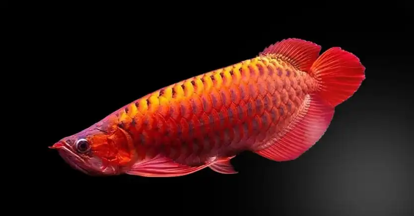 jual pakan ikan arwan berkualitas premium murah