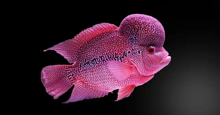 jual pakan ikan oscar berkualitas premium murah