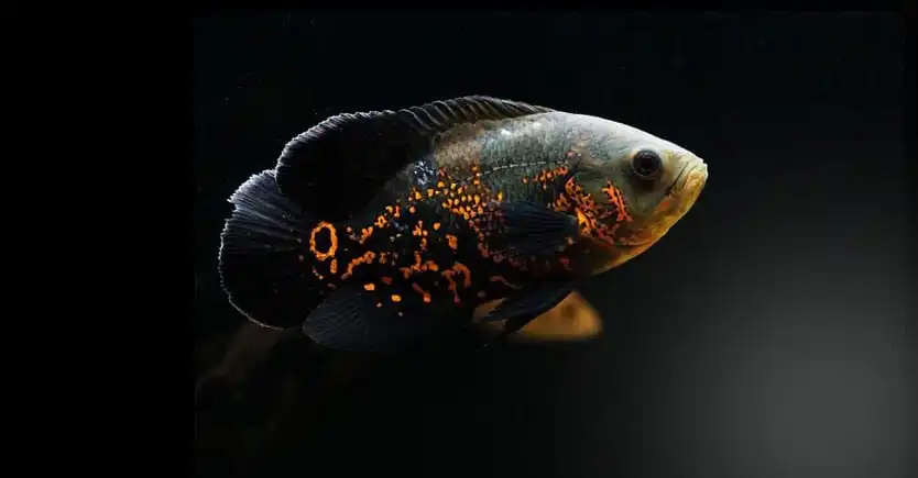 jual pakan ikan oscar berkualitas premium murah