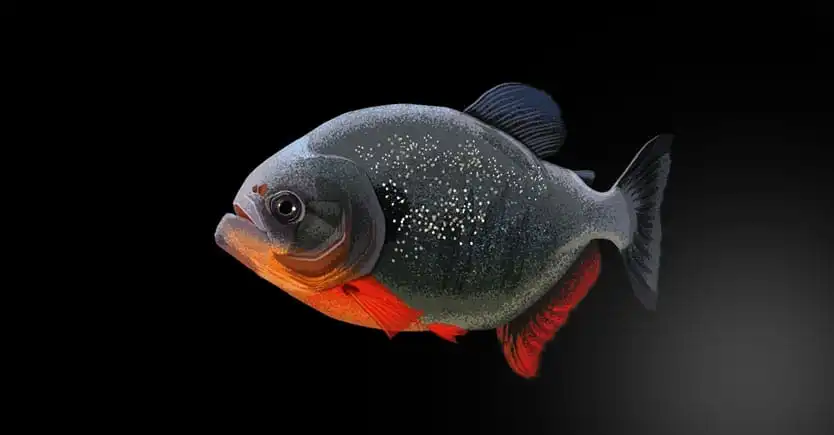 jual pakan ikan piranha berkualitas premium murah